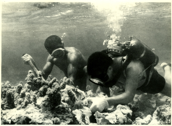 Fishermen searching for specimen on a reef