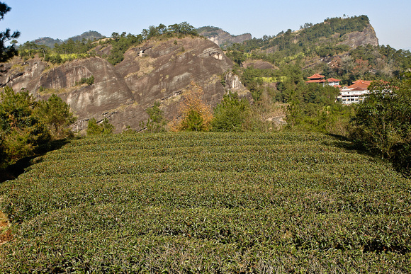 Tea terraces amid the  sandstone mountains