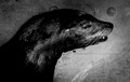 Portrait of a suffering sea lion