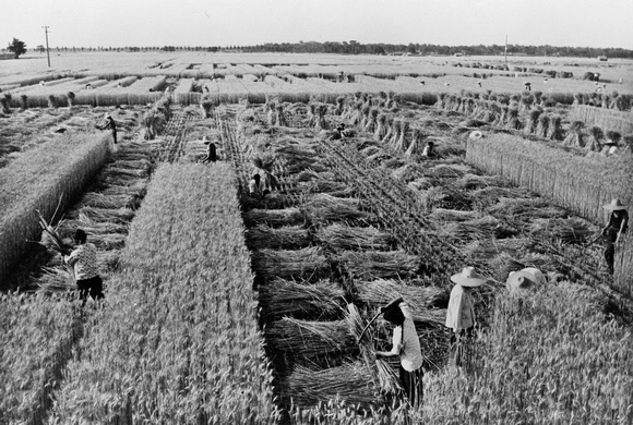 (Henan province) Wen  county's 温县 wheat harvest in 1972 exceeded the 1965 harvest by 75%