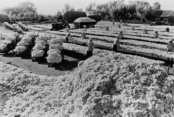 Harvesting cotton in Susong county 宿松县, Anhui province