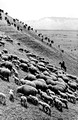 Drastically increasing the headcount of sheep in Xinyuan county 新源县, Xinjiang province