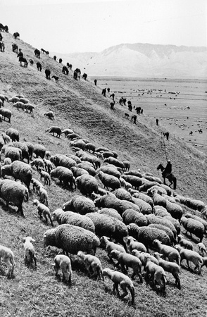 Drastically increasing the headcount of sheep in Xinyuan county 新源县, Xinjiang province