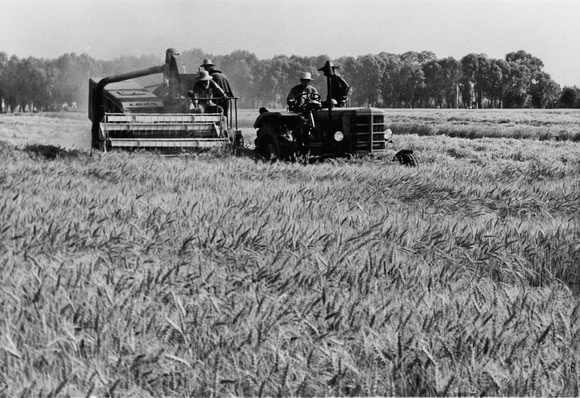Using a harvester to harvest wheat in Daxing county 大兴县, Beijing