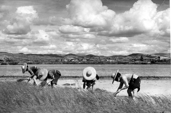 Peasants working in the field