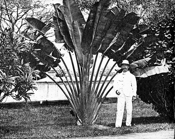 Singapore: Travelers Palme in the Botanical Garden (Friedrich Behme standing next to it)