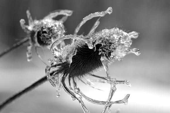 Thistle on ice (Developed in Nikon Capture NX)