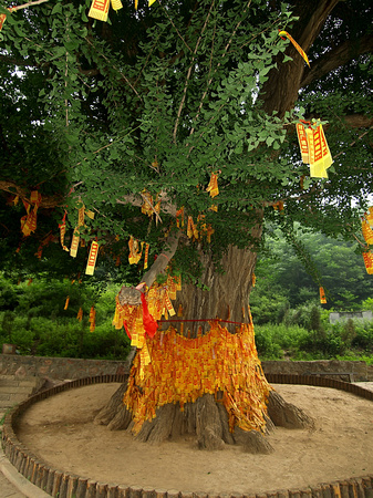 One of the oldest Gingko trees in China II
