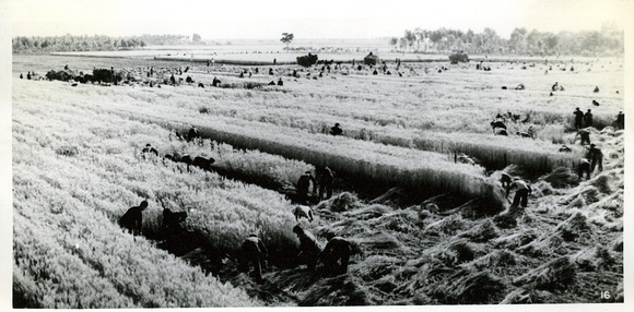 Wheat harvest in the summer of 1973 by the Eastwind Commune 东风公社夏家村