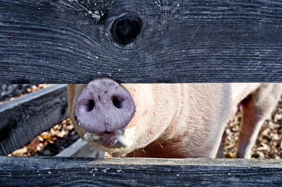 Pig with a black eye