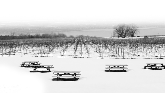 Vineyard on Lake Geneva