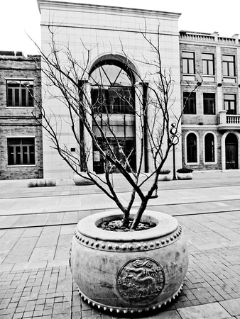 Trees planted in stone barrels; a very modern facade in the back