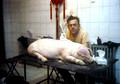 Tattooing a pig...