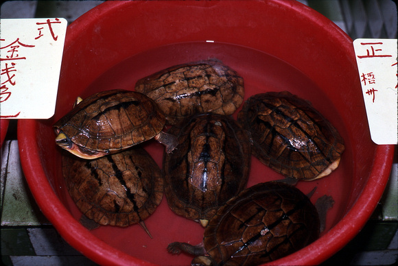 A variety of turtle