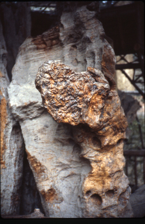Detail of a two-thousand year old tree