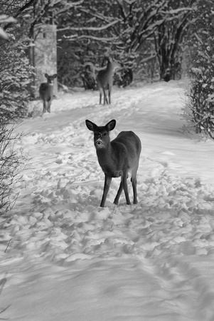 Negotiating the right-of-way