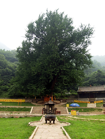 One of the oldest Gingko trees in China I
