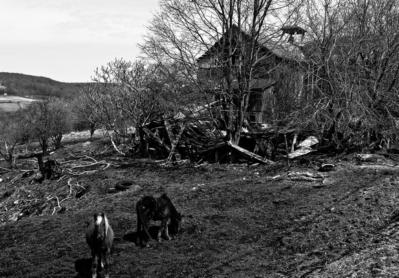 Neglected farm with animals, between Truxton and Cuyler on Rte.13 I