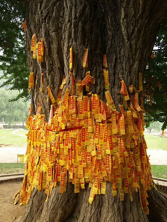 The tree is draped in thousands of devotional inscribed strips of cloth